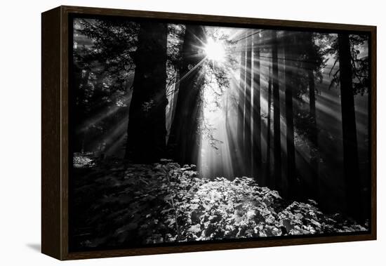Light in the Darkness, Forest Trees and Morning Light, California Coast-Vincent James-Framed Premier Image Canvas