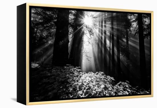 Light in the Darkness, Forest Trees and Morning Light, California Coast-Vincent James-Framed Premier Image Canvas