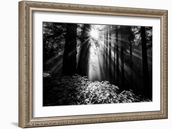 Light in the Darkness, Forest Trees and Morning Light, California Coast-Vincent James-Framed Photographic Print