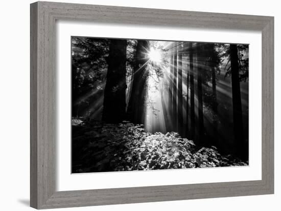 Light in the Darkness, Forest Trees and Morning Light, California Coast-Vincent James-Framed Photographic Print