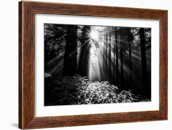 Light in the Darkness, Forest Trees and Morning Light, California Coast-Vincent James-Framed Photographic Print