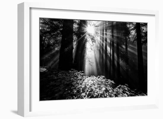 Light in the Darkness, Forest Trees and Morning Light, California Coast-Vincent James-Framed Photographic Print