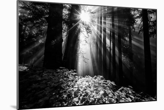 Light in the Darkness, Forest Trees and Morning Light, California Coast-Vincent James-Mounted Photographic Print