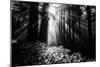 Light in the Darkness, Forest Trees and Morning Light, California Coast-Vincent James-Mounted Photographic Print