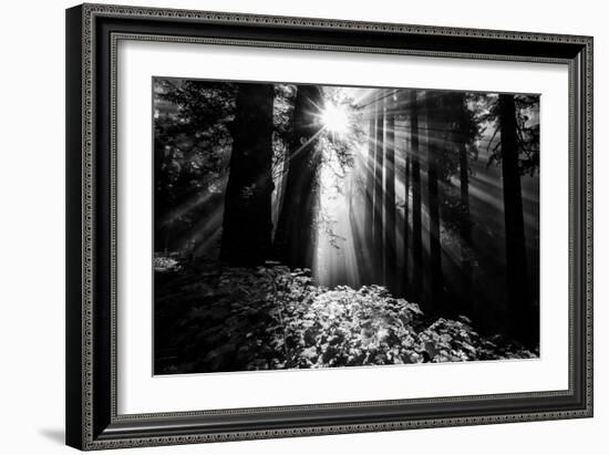 Light in the Darkness, Forest Trees and Morning Light, California Coast-Vincent James-Framed Photographic Print