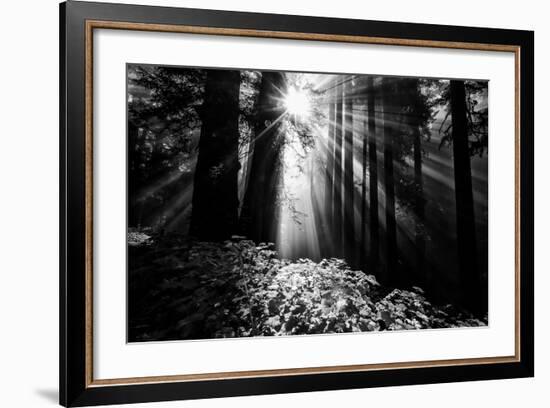 Light in the Darkness, Forest Trees and Morning Light, California Coast-Vincent James-Framed Photographic Print