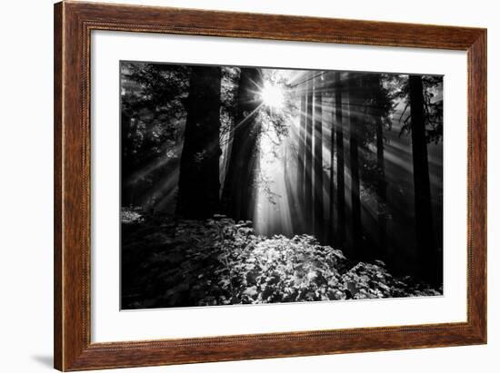 Light in the Darkness, Forest Trees and Morning Light, California Coast-Vincent James-Framed Photographic Print