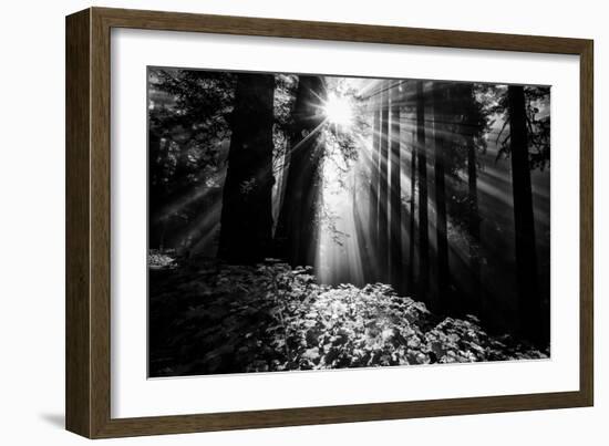 Light in the Darkness, Sun Beams and Redwood Coast Black and White-Vincent James-Framed Photographic Print