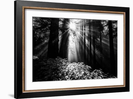 Light in the Darkness, Sun Beams and Redwood Coast Black and White-Vincent James-Framed Photographic Print