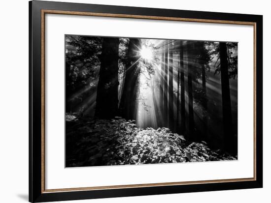 Light in the Darkness, Sun Beams and Redwood Coast Black and White-Vincent James-Framed Premium Photographic Print