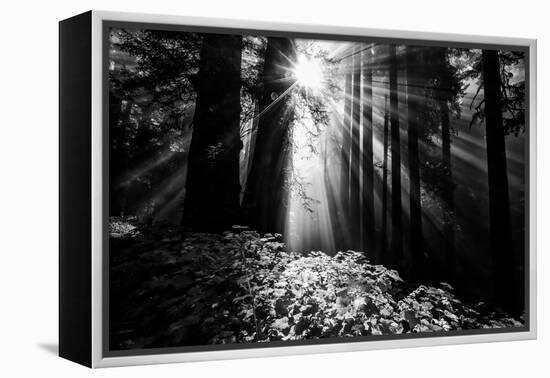 Light in the Darkness, Sun Beams and Redwood Coast Black and White-Vincent James-Framed Premier Image Canvas