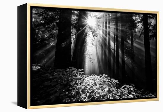 Light in the Darkness, Sun Beams and Redwood Coast Black and White-Vincent James-Framed Premier Image Canvas