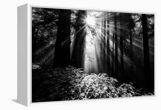 Light in the Darkness, Sun Beams and Redwood Coast Black and White-Vincent James-Framed Premier Image Canvas