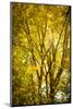 Light in the leaves-Philippe Saint-Laudy-Mounted Photographic Print