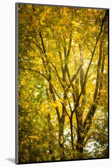 Light in the leaves-Philippe Saint-Laudy-Mounted Photographic Print