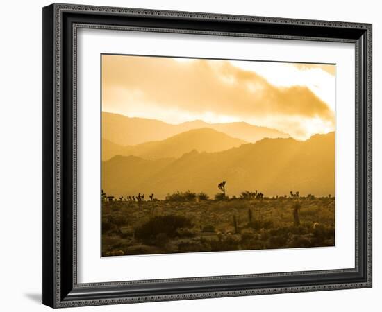 Light Layers In Joshua Tree National Park-Daniel Kuras-Framed Photographic Print