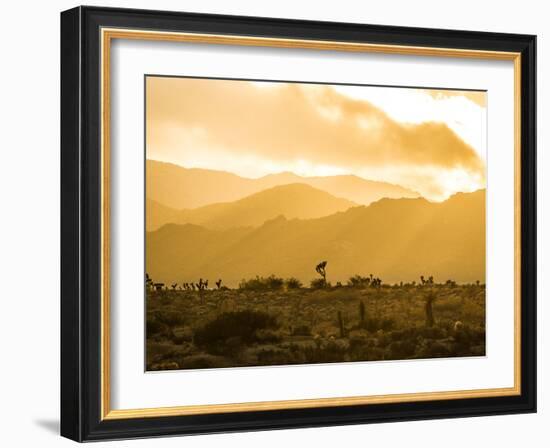 Light Layers In Joshua Tree National Park-Daniel Kuras-Framed Photographic Print