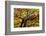 Light Leaf Roof of a Beech in Autumn Colours, Leutaschtal-Rolf Roeckl-Framed Photographic Print