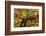 Light Leaf Roof of a Beech in Autumn Colours, Leutaschtal-Rolf Roeckl-Framed Photographic Print