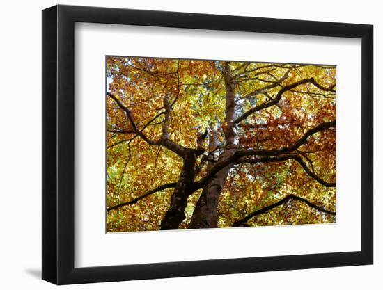 Light Leaf Roof of a Beech in Autumn Colours, Leutaschtal-Rolf Roeckl-Framed Photographic Print