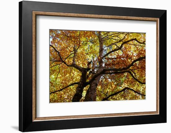 Light Leaf Roof of a Beech in Autumn Colours, Leutaschtal-Rolf Roeckl-Framed Photographic Print