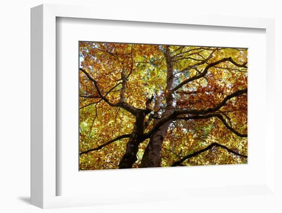 Light Leaf Roof of a Beech in Autumn Colours, Leutaschtal-Rolf Roeckl-Framed Photographic Print