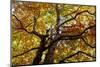 Light Leaf Roof of a Beech in Autumn Colours, Leutaschtal-Rolf Roeckl-Mounted Photographic Print
