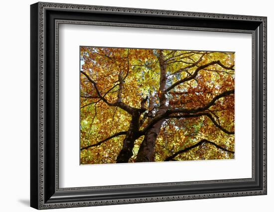 Light Leaf Roof of a Beech in Autumn Colours, Leutaschtal-Rolf Roeckl-Framed Photographic Print