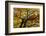 Light Leaf Roof of a Beech in Autumn Colours, Leutaschtal-Rolf Roeckl-Framed Photographic Print