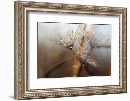 Light ll-Heidi Westum-Framed Photographic Print