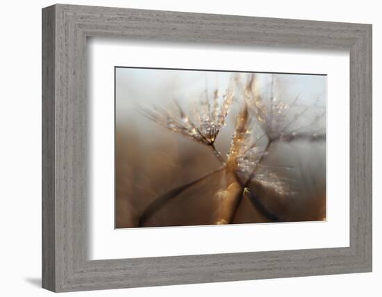 Light ll-Heidi Westum-Framed Photographic Print