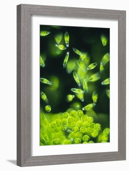 Light Micrograph of a Group of Euglena Gracilis-Sinclair Stammers-Framed Photographic Print