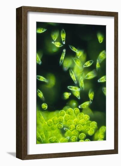 Light Micrograph of a Group of Euglena Gracilis-Sinclair Stammers-Framed Photographic Print