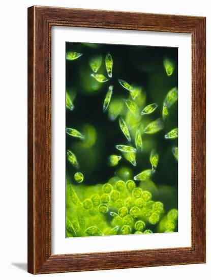 Light Micrograph of a Group of Euglena Gracilis-Sinclair Stammers-Framed Photographic Print