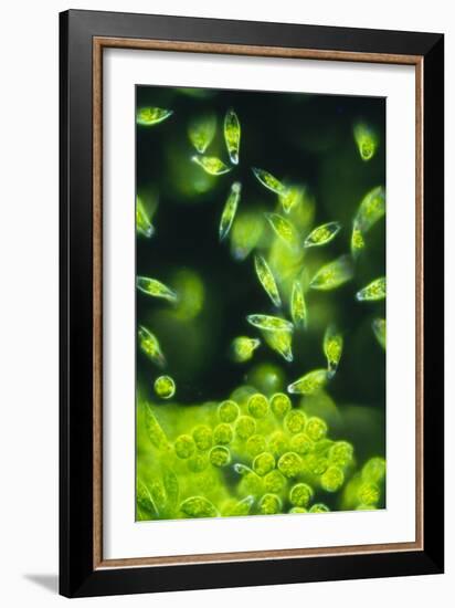 Light Micrograph of a Group of Euglena Gracilis-Sinclair Stammers-Framed Photographic Print