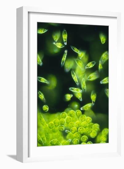 Light Micrograph of a Group of Euglena Gracilis-Sinclair Stammers-Framed Photographic Print