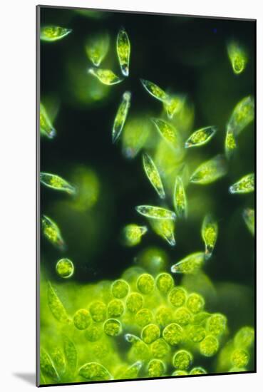 Light Micrograph of a Group of Euglena Gracilis-Sinclair Stammers-Mounted Photographic Print