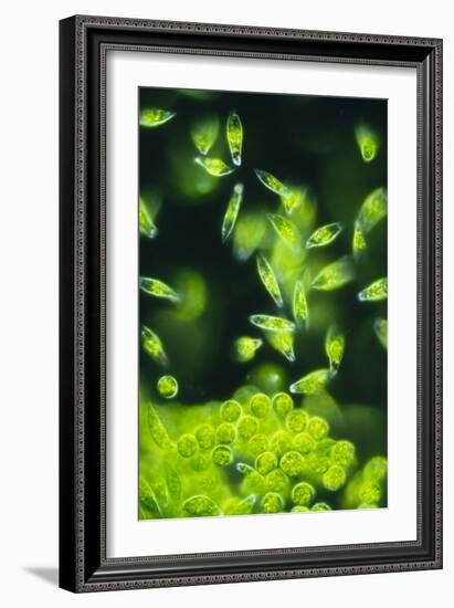 Light Micrograph of a Group of Euglena Gracilis-Sinclair Stammers-Framed Photographic Print