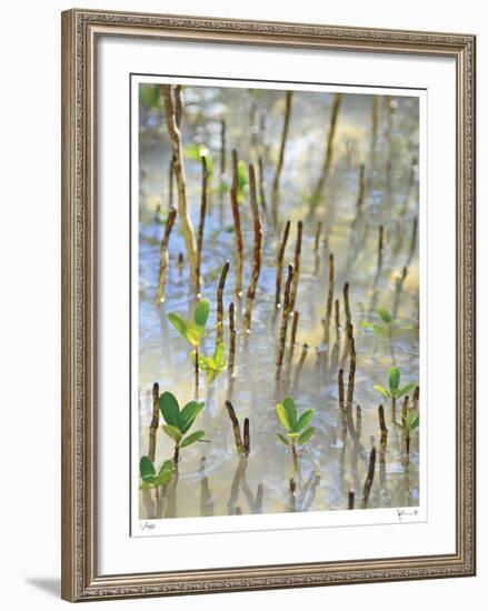 Light on Young Mangroves-John Gynell-Framed Giclee Print