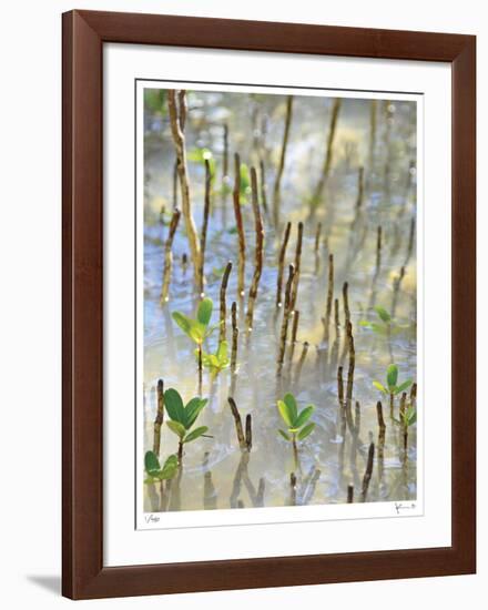 Light on Young Mangroves-John Gynell-Framed Giclee Print