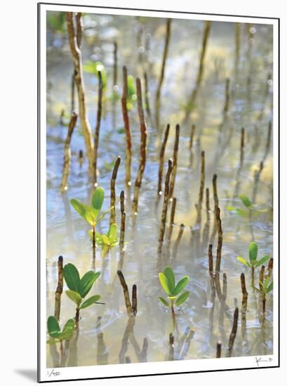 Light on Young Mangroves-John Gynell-Mounted Giclee Print