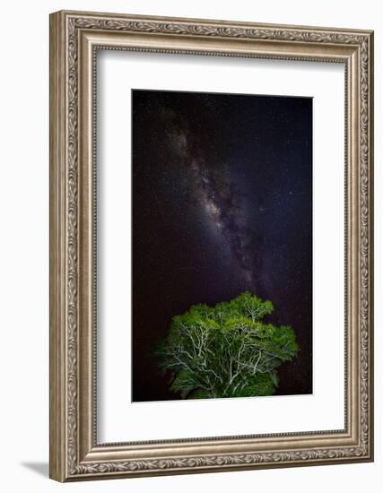Light painted tree in the foreground with the Milky Way Galaxy in the Pantanal, Brazil-James White-Framed Photographic Print