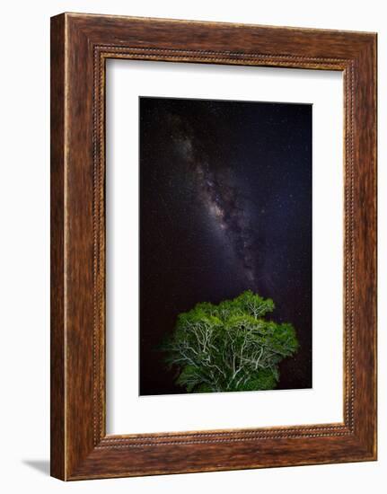 Light painted tree in the foreground with the Milky Way Galaxy in the Pantanal, Brazil-James White-Framed Photographic Print