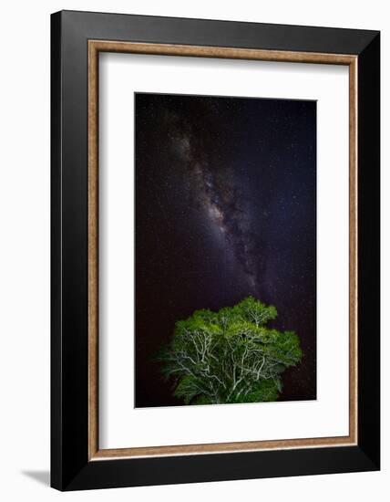 Light painted tree in the foreground with the Milky Way Galaxy in the Pantanal, Brazil-James White-Framed Photographic Print