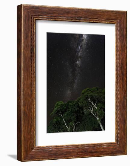 Light painted tree in the foreground with the Milky Way Galaxy in the Pantanal, Brazil-James White-Framed Photographic Print