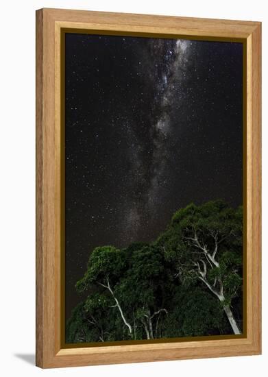 Light painted tree in the foreground with the Milky Way Galaxy in the Pantanal, Brazil-James White-Framed Premier Image Canvas