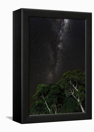 Light painted tree in the foreground with the Milky Way Galaxy in the Pantanal, Brazil-James White-Framed Premier Image Canvas