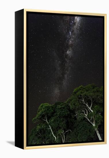 Light painted tree in the foreground with the Milky Way Galaxy in the Pantanal, Brazil-James White-Framed Premier Image Canvas