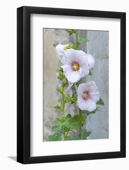 Light pink Hollyhock-Jim Engelbrecht-Framed Photographic Print