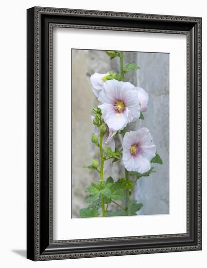 Light pink Hollyhock-Jim Engelbrecht-Framed Photographic Print